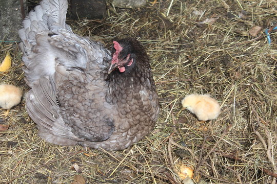 BELLA ET SON POUSSIN 2018