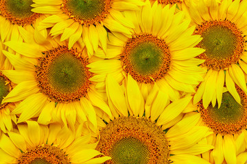 background autumn with sunflowers close-up. Background of sunflowers.