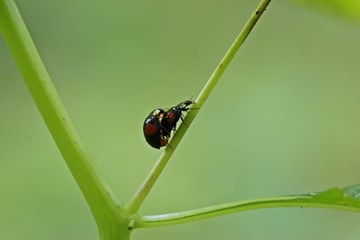 Paarung des Asiatischen Marienkäfers (Harmonia axyridis) 