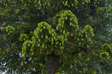 Morning wet leafage with drops after rainy night in Sabie, South Africa