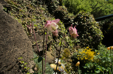 Aquilegias in Swiss cottage garden, Walenstadt