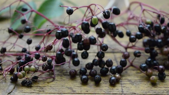 Silvana Comugnero Sambucus Sambuco Holunder Sureau Bazga movie Կտտկենի خمان Бузина 接骨木属 video Elderberry 