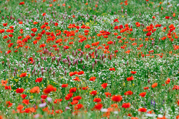 Beautiful red poppy wild flower during spring season