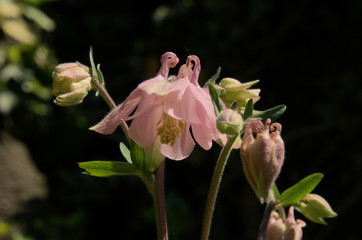 Aquilegia in Swiss cottage garden