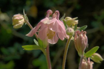 Pink Aquilegias in Swiss cottage garden