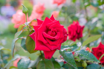 Red rose with water drops on petals in garden after rain
