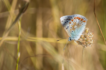 The beautiful butterfly with space to add text