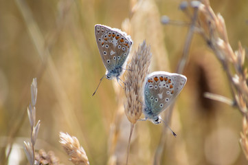 Two pretty butterflies perched on either side of a seed head