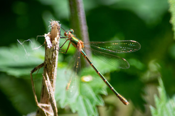 An Emerald damselfly hanging on a broken stem