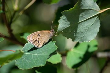 A ringlet perched on one leaf and pulling at another