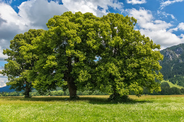Idyllic landscape in the Alps with green meadows and clouds