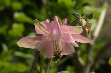 Aquilegias in Swiss cottage garden