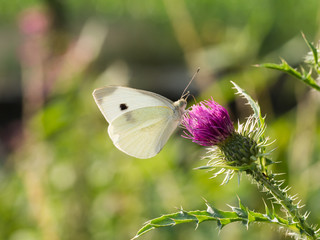 The large white butterfly (Pieris brassicae, cabbage butterfly)