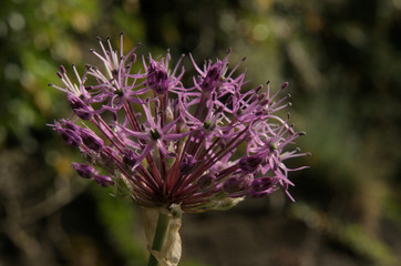 Cultivated Allium flowering in Swiss cottage garden
