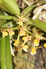 Obraz premium orchid