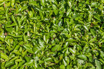 Top view of tea leaves. Tea plantation near Sochi, Russia.