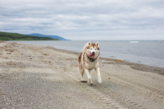 Image of funny Beige and white Siberian Husky dog running on the sand at seaside