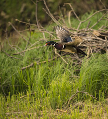 WOOD DUCK FLYING STOCK PHOTO