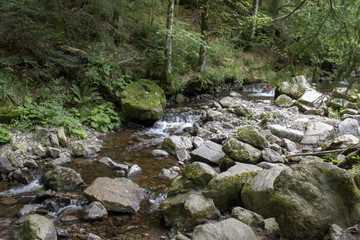 Naklejka na ściany i meble stream running through forest