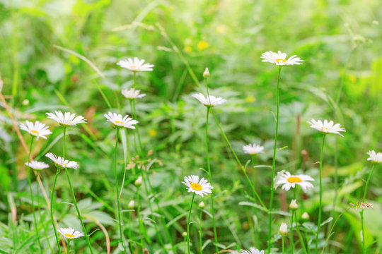 Forest daisies on meadow. Blooming daisies in nature. Natural background. Summer landscape.