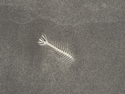 skeleton of fish on sand