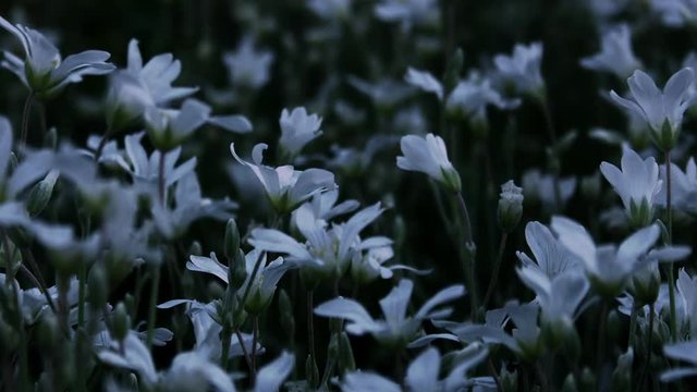 Timelapse of white flowers