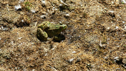 crapaud very,isolé,dans la terre