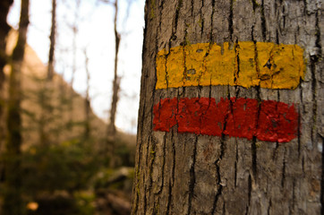 Arbre peint en forêt
