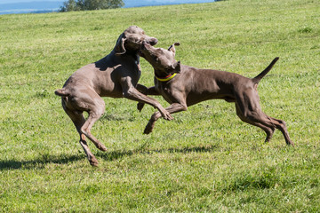 Spielende Hunde