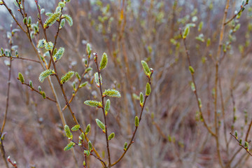 Pussy willow twigs in spring close-up