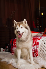 Portrait of beautiful Siberian husky dog sitting in the Christmas decorations.