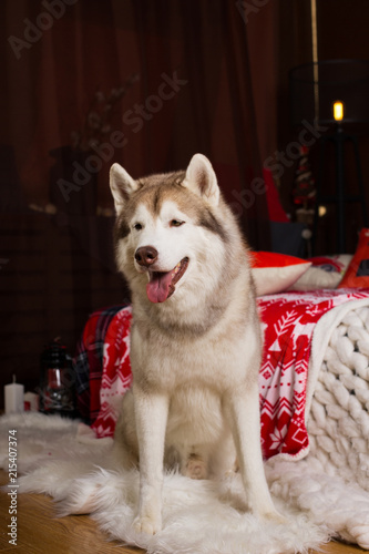 portrait of beautiful siberian husky dog sitting in the christmas decorations - Husky Christmas Decoration portrait of beautiful siberian husky dog sitting in the christmas decorations - Husky Christmas Decoration
