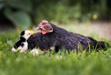 Hen with baby chickens hiding under its wings,