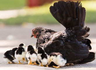 Hen with baby chickens hiding under its wings,