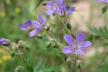 Beautiful, violet field flowers at sunset of the day.