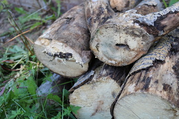 Pallenitsa firewood in the summer house. Firewood from dry pine.
