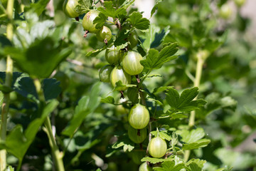Green, not yet ripe berries of gooseberry. Beautiful bush in the rays of the rising sun.