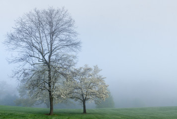Trees In Fog