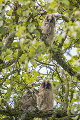 Close up of young long eared owl (Asio otus) sitting and sleeping on dense branch deep in crown of European common pear tree. Wildlife tranquil portrait scene of bird in nature habitat background.