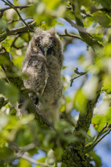 Close up of young long eared owl (Asio otus) sitting and sleeping on dense branch deep in crown of European common pear tree. Wildlife tranquil portrait scene of bird in nature habitat background.