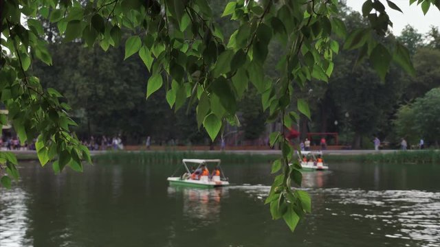 Leaves of a tree on a background of a pond with catamarans in the park