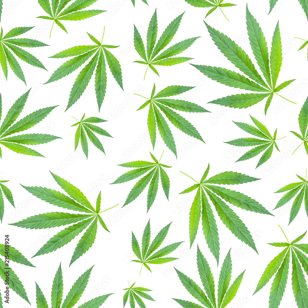 Wall mural marijuana leaves seamless pattern on white background. cannabis background. concept of drugs, hemp