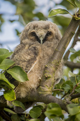 Close up of young long eared owl (Asio otus) sitting and sleeping on dense branch deep in crown of European common pear tree. Wildlife tranquil portrait scene of bird in nature habitat background.