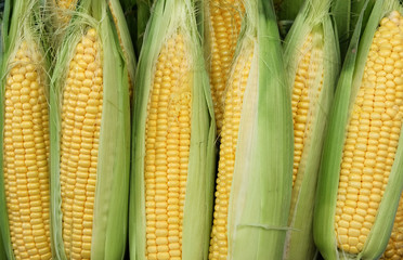Big corn ears background