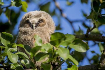 Close up of young long eared owl (Asio otus) sitting and sleeping on dense branch deep in crown of European common pear tree. Wildlife tranquil portrait scene of bird in nature habitat background.