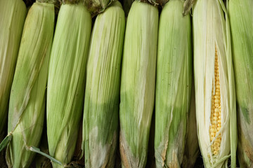 Corn background texture