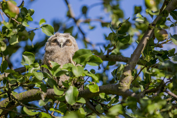 Close up of young long eared owl (Asio otus) sitting and sleeping on dense branch deep in crown of European common pear tree. Wildlife tranquil portrait scene of bird in nature habitat background.