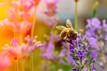 The bee pollinates the lavender flowers. Plant decay with insects. - obrazy, fototapety, plakaty