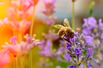 Vlies Fototapete Biene Die Biene bestäubt die Lavendelblüten. Pflanzenverfall mit Insekten.