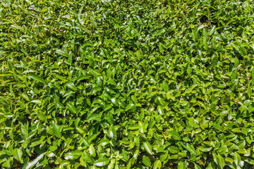 Top view of tea leaves. Tea plantation near Sochi, Russia.